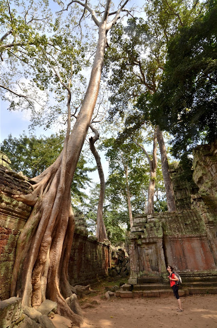 Templos de Angkor. Siem Riep. Camboya. Templo Ta Prohm