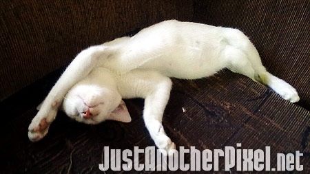 Our pet cat Orange's usual sleeping position - JustAnotherPixel.net