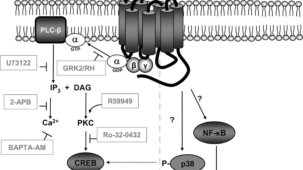 G Protein Coupled Receptor Signaling Pathway