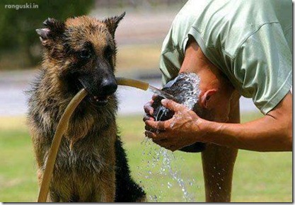 dog (11)