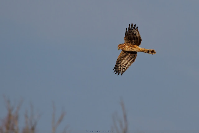 Blauwe kiekendief - Hen harrier - Circus cyaneus (f)