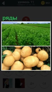 На поле ровные ряды картошки и сама собранная в корзину