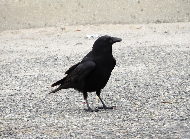 Fish Crow - Merritt Island, Florida