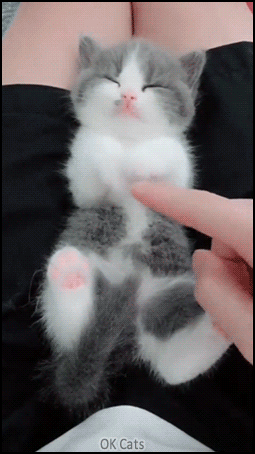 Cute Kitten GIF • When your sleepy kitten becomes a cute doll with pink nose and jelly bean toes [ok-cats.com]