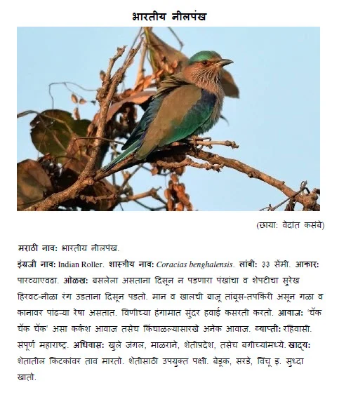 Neelpankh Indian roller bird information in marathi