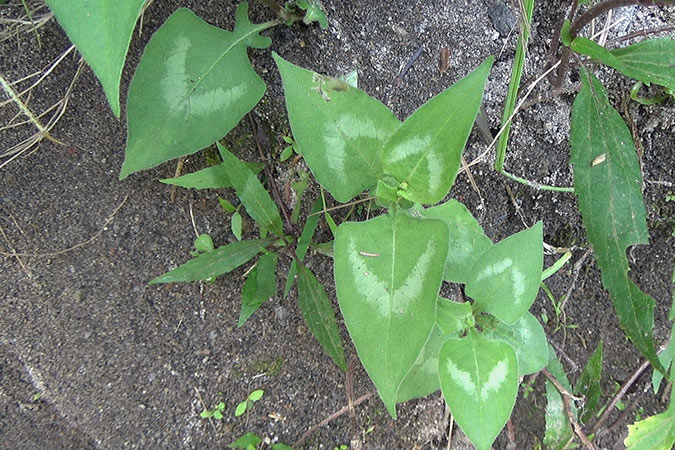 Dlium Pindho knotweed (Persicaria runcinata)