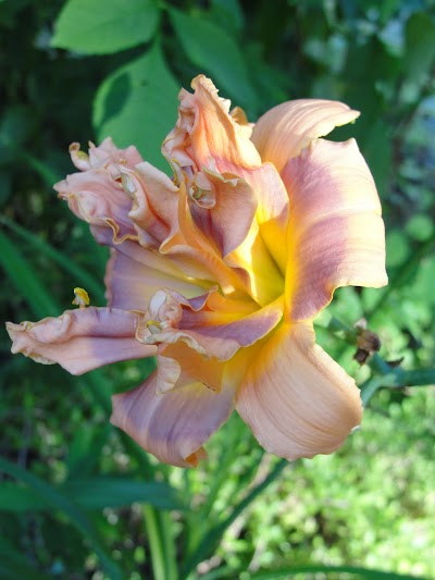 Ida Munson Candidates...  | Please vote your Garden Judge ballots!