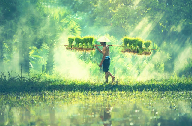 gambar+petani+sedang+bekerja