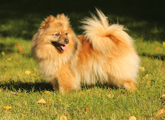 Roosa