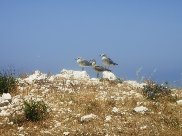 mouettes froul