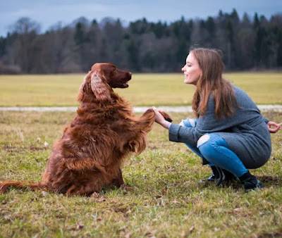 Teaching Your Dog Basic Obedience Commands