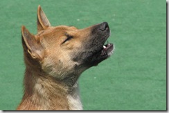 singing dog