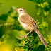 Plain Prinia