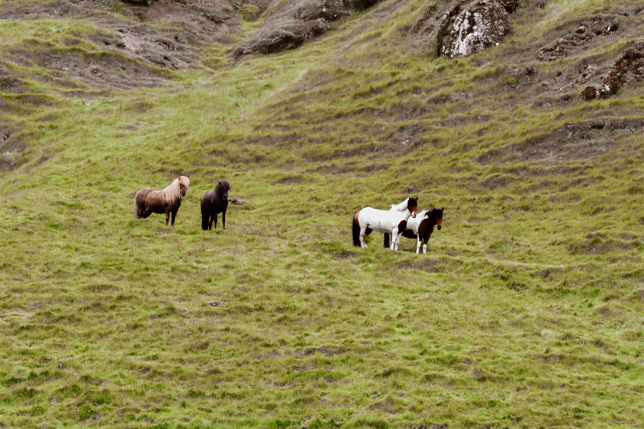 Iceland Horses