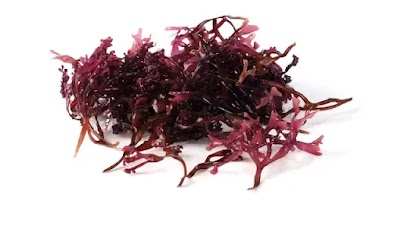 Akasha Sea Moss: A Superfood For Health And Wellbeing