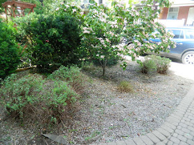 Leslieville front garden cleanup weeding after by Paul Jung Gardening Services Toronto