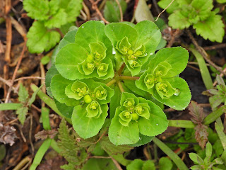 Sun Spurge by the Xiang River