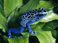 dart frog hewan paling beracun di dunia