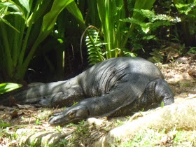 Singapore Botanic Gardens - monitor lizard