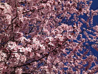 Oakland Rockridge Cherry Blossoms 2013