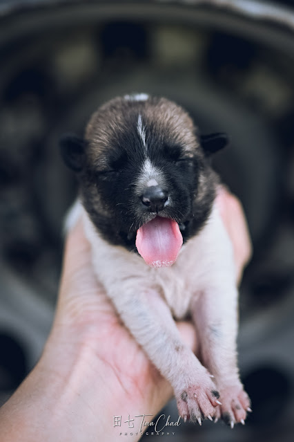 cute baby dog puppy with eyes closed and sleeping, shot with Nikon Z50 35mm