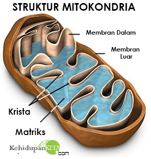 Fungsi dan Struktur Mitokondria Mikrotubulus 