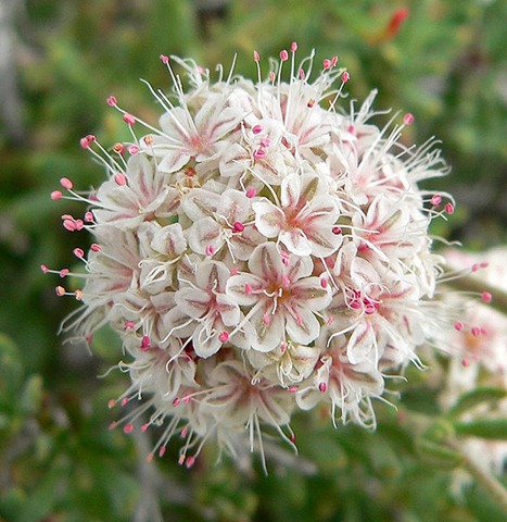 Eriogonum_fasciculatum