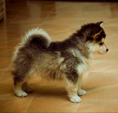 Pomsky Puppies