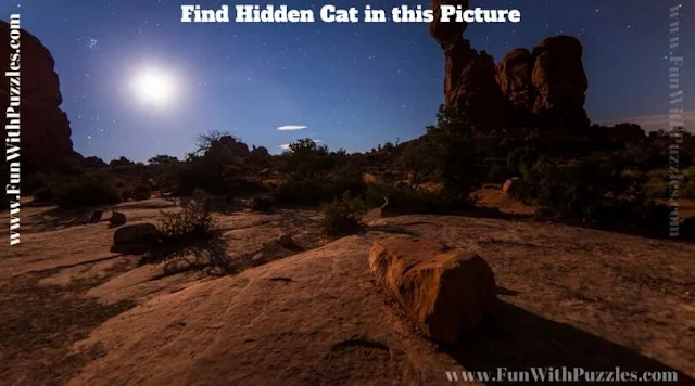Picture Puzzle: Can You Find a Hidden Cat in this Image?