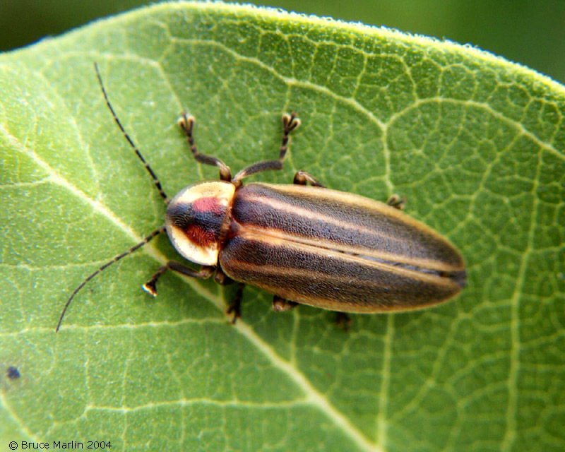 picture firefly by bruce marlin