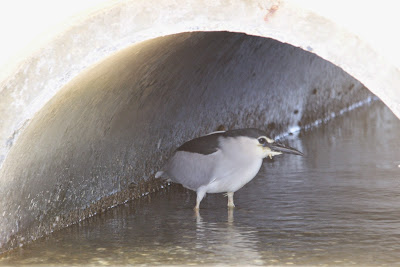 Kwak - Kwak - Nycticorax nycticorax