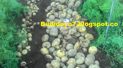 Kentang (Solanum tuberosum L) merupakan sumber utama karbohidrat, sehingga menjadi komoditi penting. para petani indonesia dan pengusaha berupaya meningkatkan produksi kentang nasional secara kuantitas, kualitas dan tetap berdasarkan kelestarian lingkungan