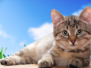 Cat Wallpaper