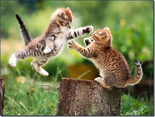 mejores fotos de gatos-113