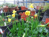 Jonquil in pots