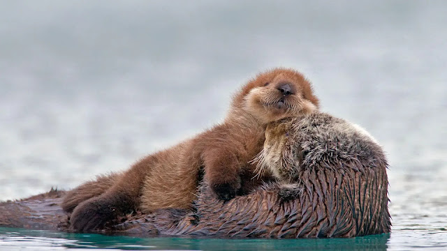 Sea Otter