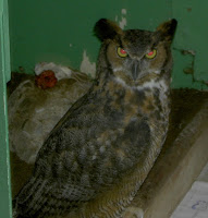 Great Horned Owl