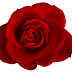 Roje,Rose Images beautiful image