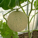 Beragam Manfaat Buah Melon Untuk Kesehatan