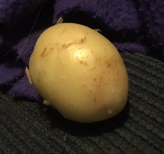 new potatoe