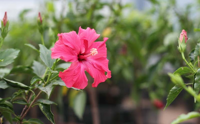 Hibiscus Flowers Pictures