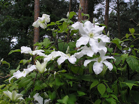 clematis John Huxtable