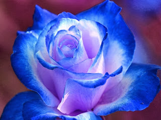 Blue Roses HD Wallpapers Download
