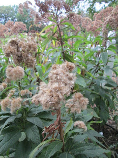 joe-pye-weed plant growing in the garden