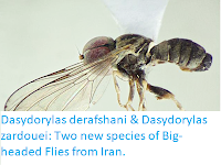 https://sciencythoughts.blogspot.com/2018/01/dasydorylas-derafshani-dasydorylas.html