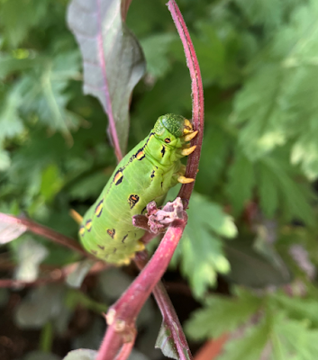 Green caterpillar