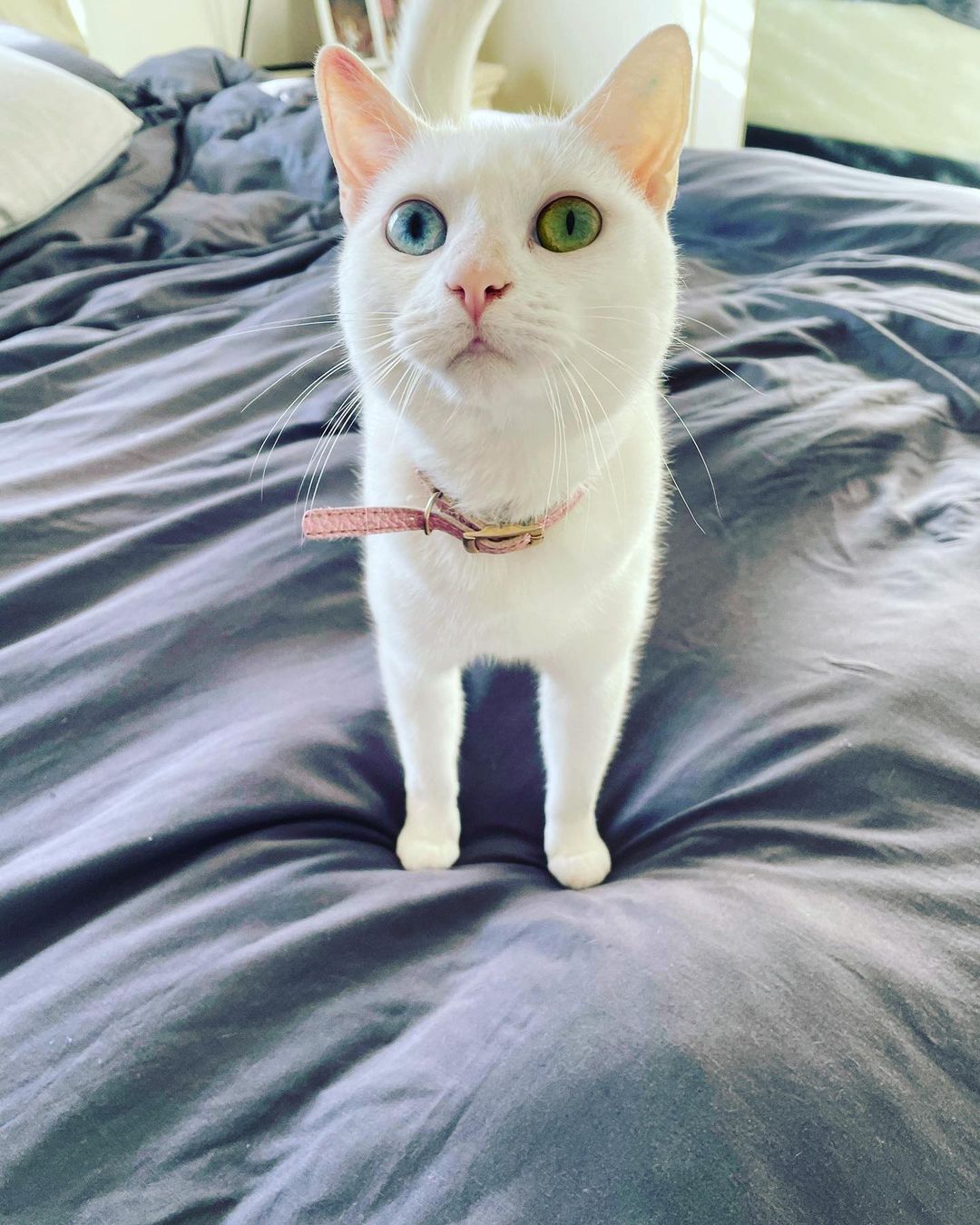 Marjorie the Heterochromia cat