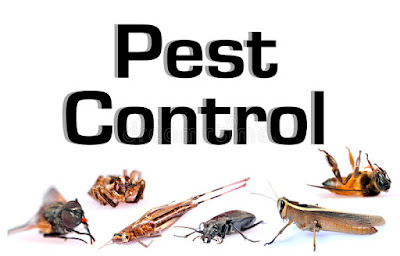 Most Helpful Tips For Your Pest Control Service