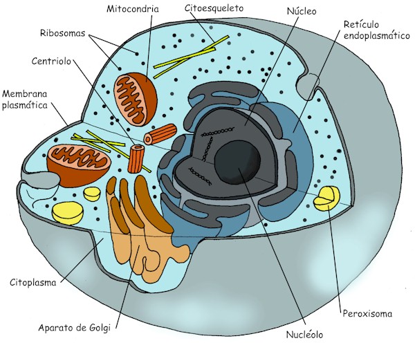 cell membrane diagram. animal cell membrane.