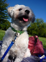 lhasa apso puppy cut